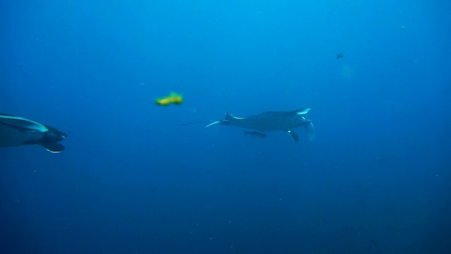 两只濒临灭绝的蝠鲼(Manta birostris)正在进行预交配行为。在世界自然保护联盟的红色名单中，这些优雅的动物正在成为野外罕见的景象。视频素材