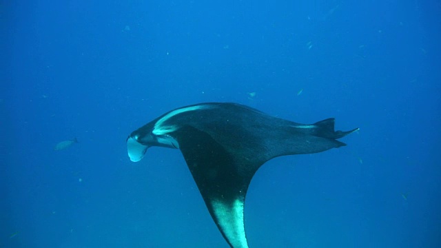 濒临灭绝的蝠鲼(Manta birostris)游过清洁站。在世界自然保护联盟的红色名单中，这些优雅的动物正在成为野外罕见的景象。视频素材