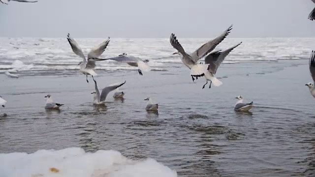 一群海鸥在冰雪覆盖的海洋中潜水觅食。慢动作视频素材