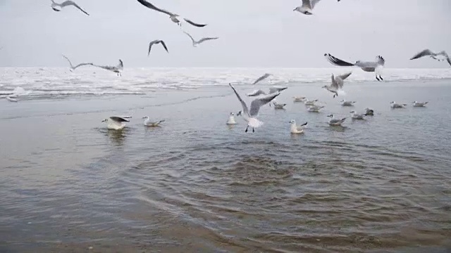 一群海鸥在冰雪覆盖的海洋中潜水觅食。慢动作视频素材