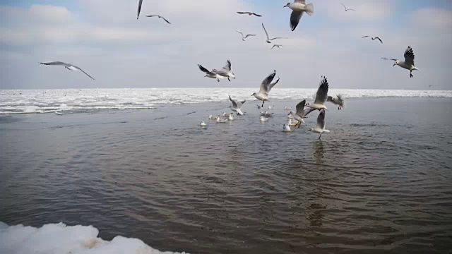 一群海鸥在冰雪覆盖的海洋中潜水觅食。慢动作视频素材