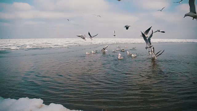 一群海鸥在冰雪覆盖的海洋中潜水觅食。慢动作视频素材