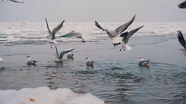 一群海鸥在冰雪覆盖的海洋中潜水觅食。慢动作视频素材