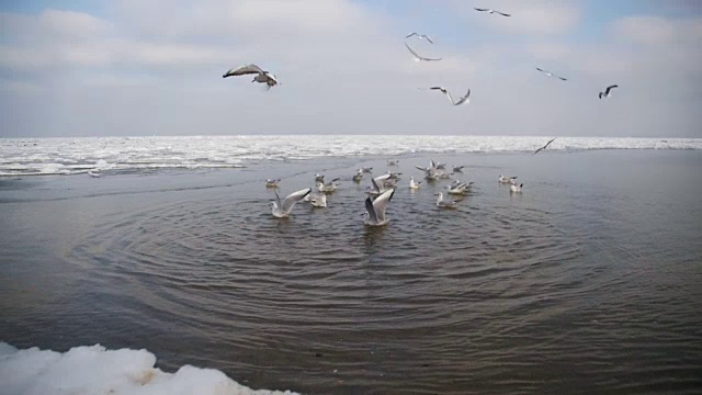 一群海鸥在冰雪覆盖的海洋中潜水觅食。慢动作视频素材