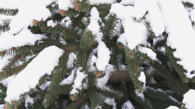 雪中的云杉细节视频素材