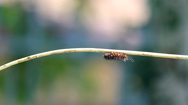 黑毛的毛毛虫视频素材