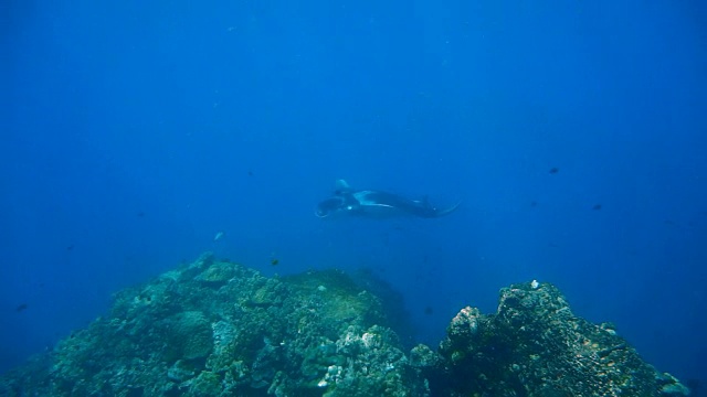 濒临灭绝的蝠鲼(Manta birostris)游过清洁站。在世界自然保护联盟的红色名单中，这些优雅的动物正在成为野外罕见的景象。视频素材