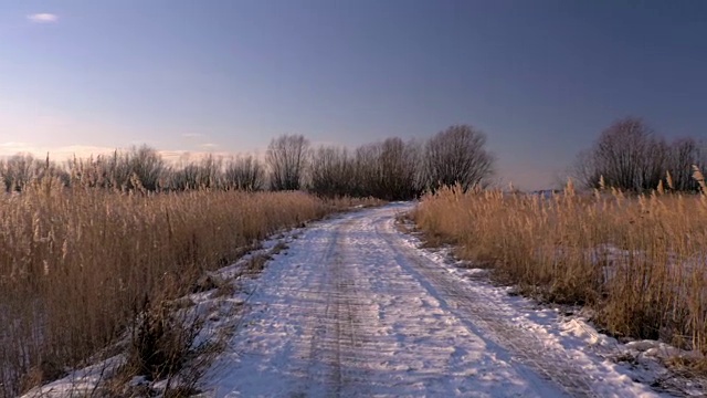 芦苇(芦苇属)在冬天有雪。拉脱维亚的早春。视频素材