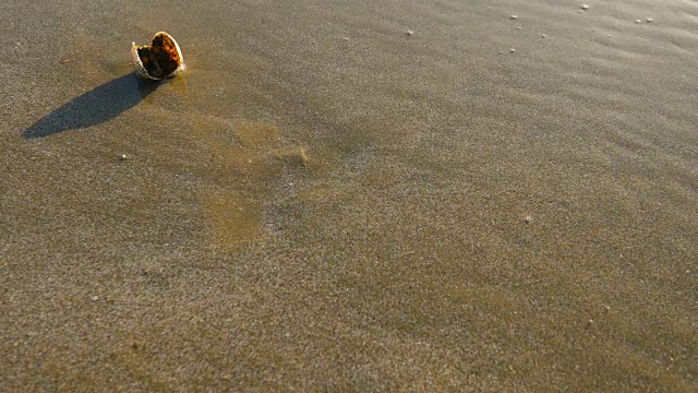 阳光下海滩上的贝类视频素材