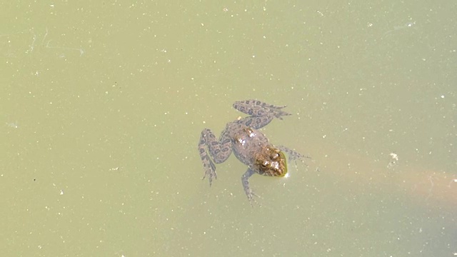 青蛙在池塘里视频素材