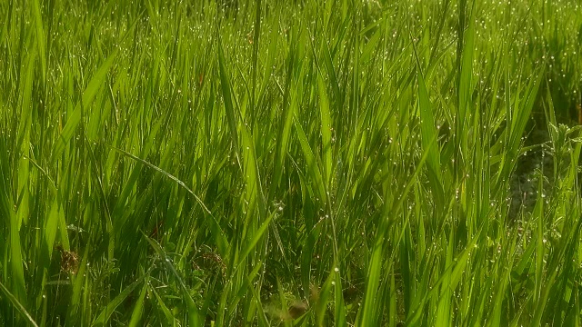 美丽的草地，绿油油的草，晨露。软焦点模糊。视频素材