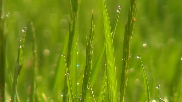 美丽的草地，绿油油的草，晨露。软焦点模糊。视频素材