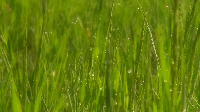 美丽的草地，绿油油的草，晨露。软焦点模糊。视频素材