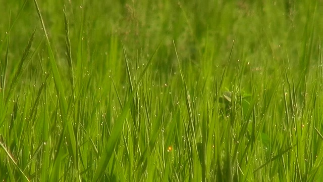 美丽的草地，绿油油的草，晨露。软焦点模糊。视频素材