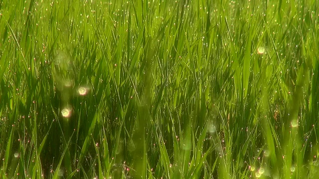 美丽的草地，绿油油的草，晨露。软焦点模糊。视频素材