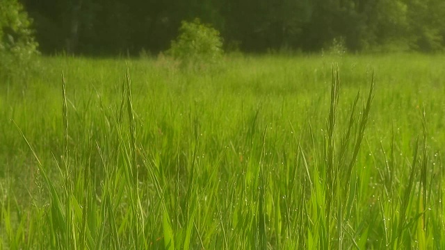 美丽的草地，绿油油的草，晨露。软焦点模糊。视频素材