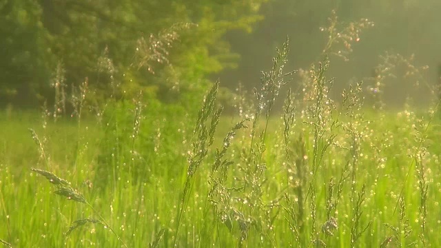 美丽的草地，绿油油的草，晨露。软焦点模糊。视频素材