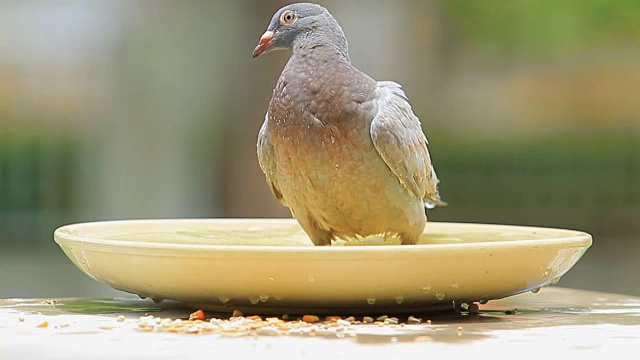 鸽子鸟在水缸里洗澡视频素材