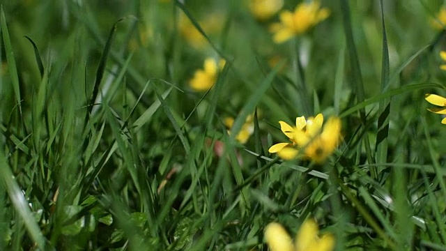 滑过草丛中的春花视频素材