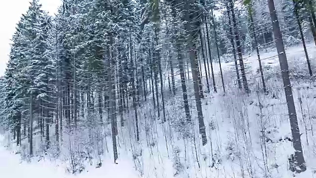 冬季高山景观有高云杉和雪视频素材