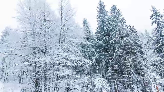 冬季高山景观有高云杉和雪视频素材