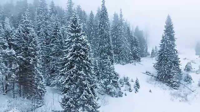 冬季高山景观有高云杉和雪视频素材