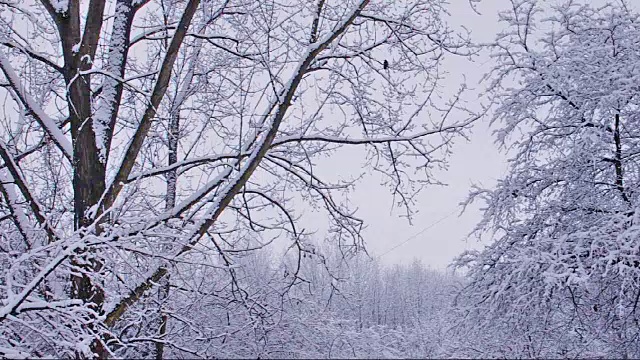 当雪花飘落时，几只黑乌鸦从一根树枝飞到另一根树枝上。一切都被一层厚厚的雪覆盖着。寒冷多云的冬日一月的一天视频素材