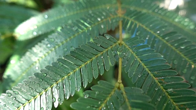 树叶与雨滴与绿色的背景视频素材