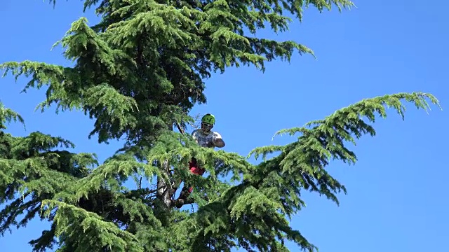 树外科医生在树上工作视频素材