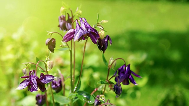 耧斗菜花与大黄蜂视频下载