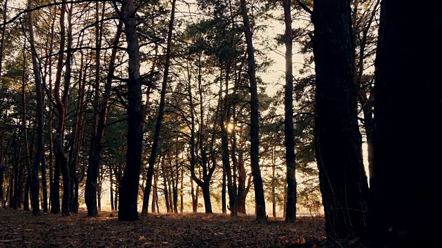 夕阳下的秋天森林视频素材