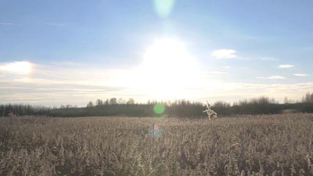 芦苇(芦苇属)在冬天有雪。拉脱维亚的早春。视频素材