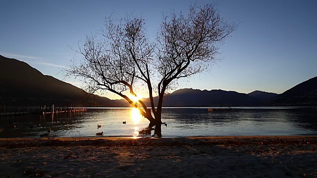 日落时鸭子在树周围游来游去视频下载