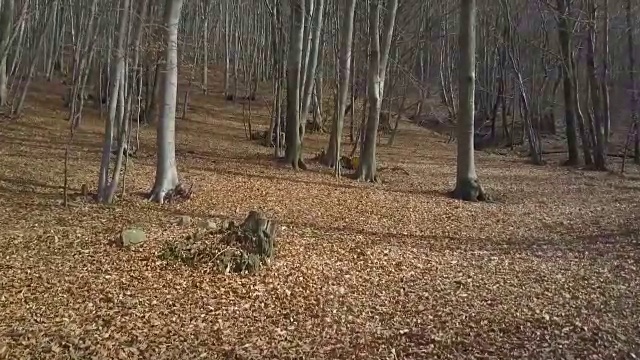 缓慢地穿过山毛榉树视频素材