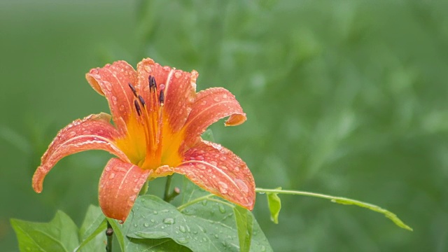 雨中的花视频下载