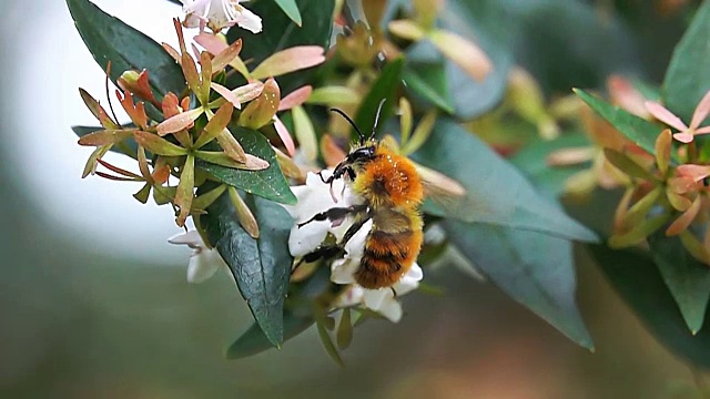 蜜蜂大黄蜂视频素材