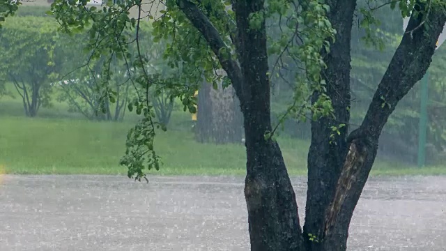 树和街道在倾盆大雨中视频素材