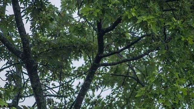 树在暴风雨中被风吹着视频素材