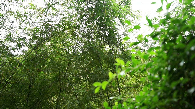 森林的雨聚焦背景树视频素材