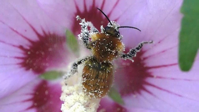 蜜蜂大黄蜂视频素材