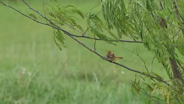 小鸟在树枝上清洁自己视频素材