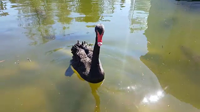 黑天鹅在池塘里游泳视频素材