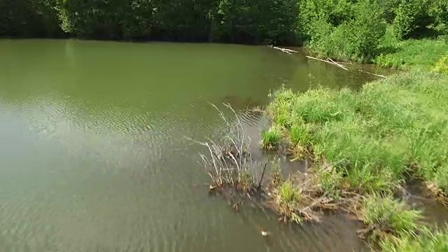 飞过森林里的水面视频素材