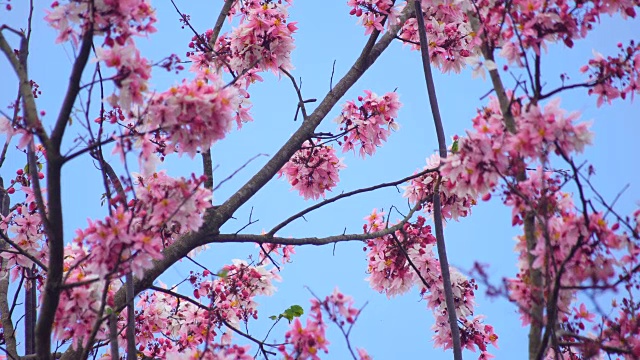 野生喜马拉雅樱桃，泰国樱花视频素材