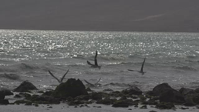 海滩上的海鸥视频下载