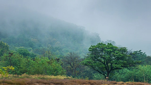 延时拍摄美丽的雾在早晨移动在雨林的山视频素材