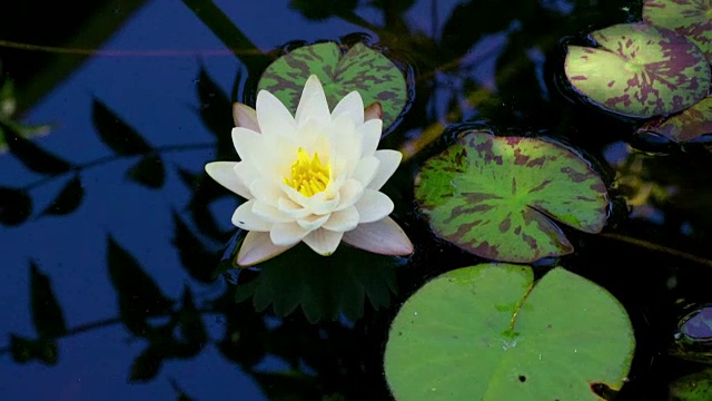 池塘上的百合时光流逝视频素材