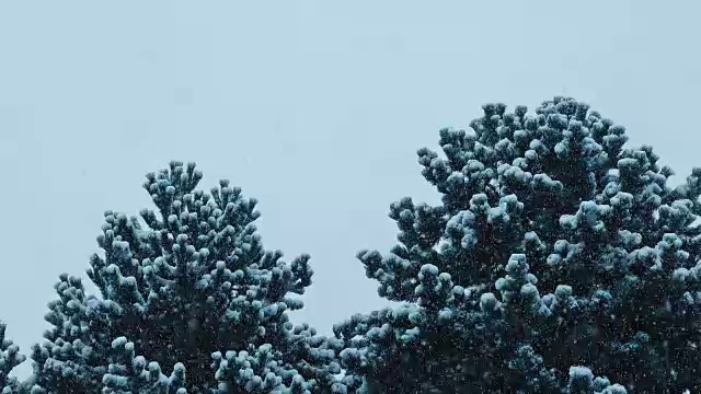 《暴风雪》中的茂密树木视频素材