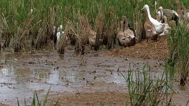 在田野里咯咯地奔跑视频下载