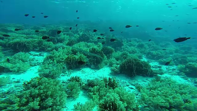 在红海中潜水视频素材